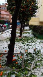 granizada-limonar11_Solis.jpg.jpg